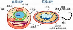 細胞問答【貳】參考