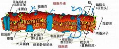 細胞問答【參】參考